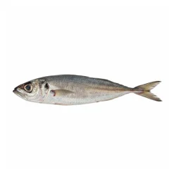 Carapau Médio Fresco