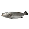 Corvina Pequena Fresca