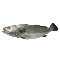 Corvina Selvagem Fresca