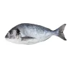 Dourada Fresca da Costa Mediterrânica até 800g