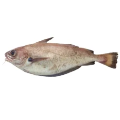 Faneca Fresca