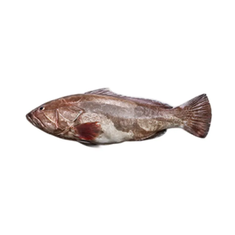 Garoupa Fresca