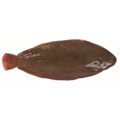 Linguado da Guiné Fresco