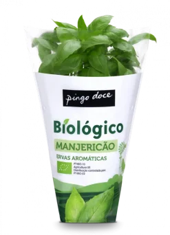 Manjericão em Vaso Biológico