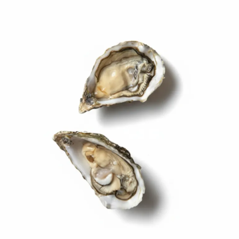 Ostras Frescas