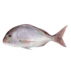 Pargo da Costa Mediterrânica