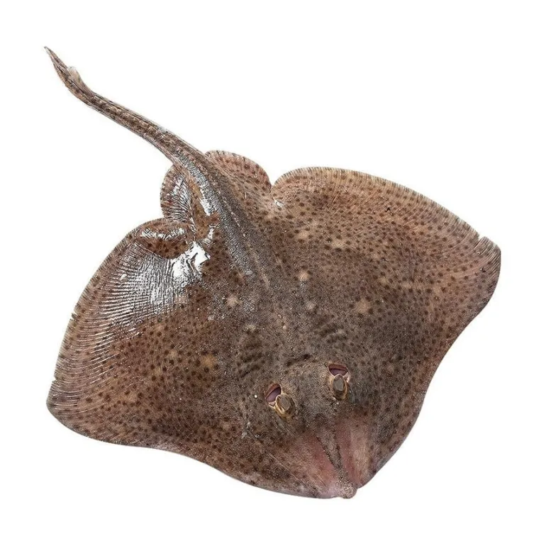 Raia Fresca