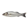 Robalo de Mar Fresco