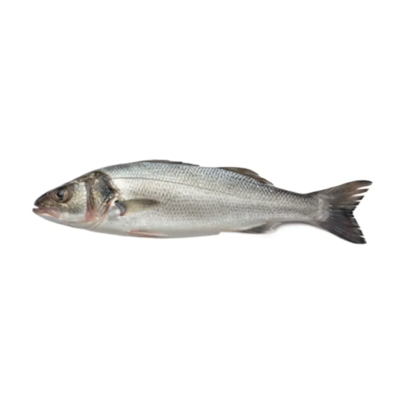 Robalo de Mar Fresco