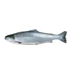 Salmão Inteiro Fresco