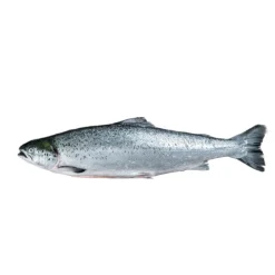 Salmão Inteiro Fresco