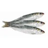 Sardinha Fresca
