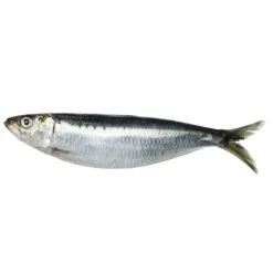 Sardinha Fresca