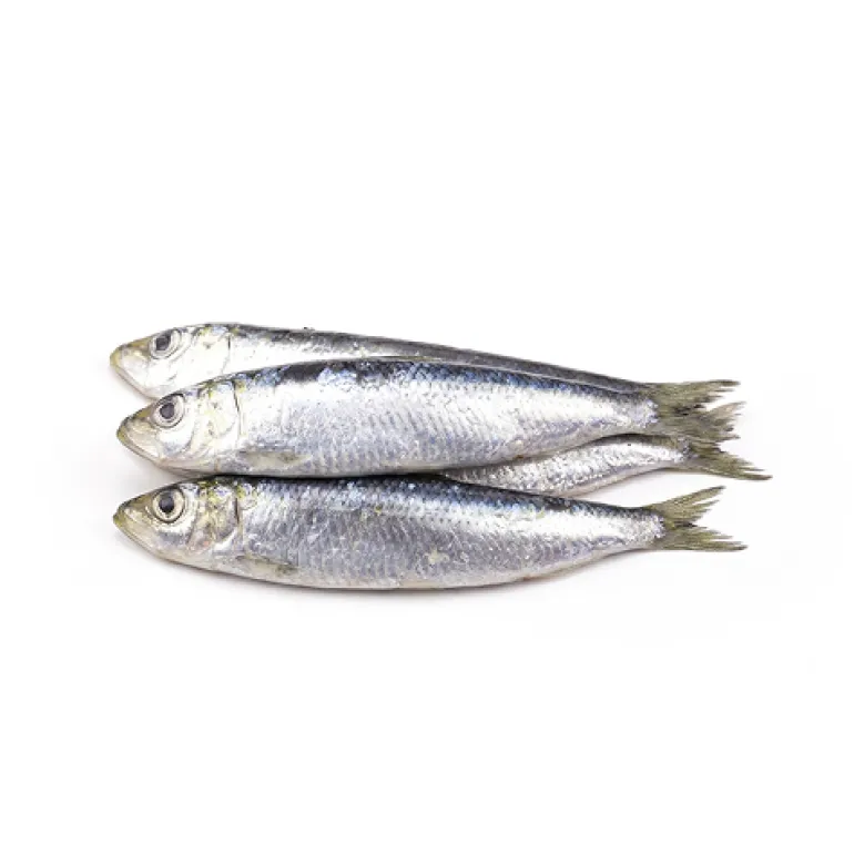 Sardinha Pequena para Fritar Congelada Embalada