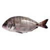 Sargo Selvagem