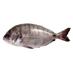 Sargo Selvagem